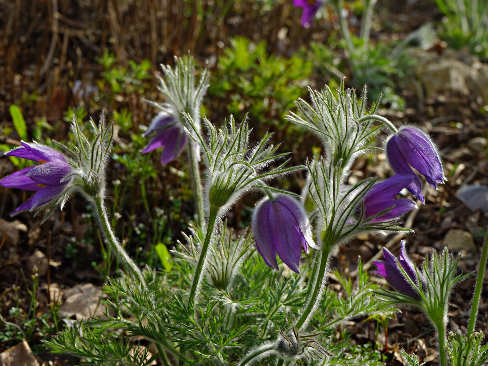 Фиолетовые весенние цветы прострел