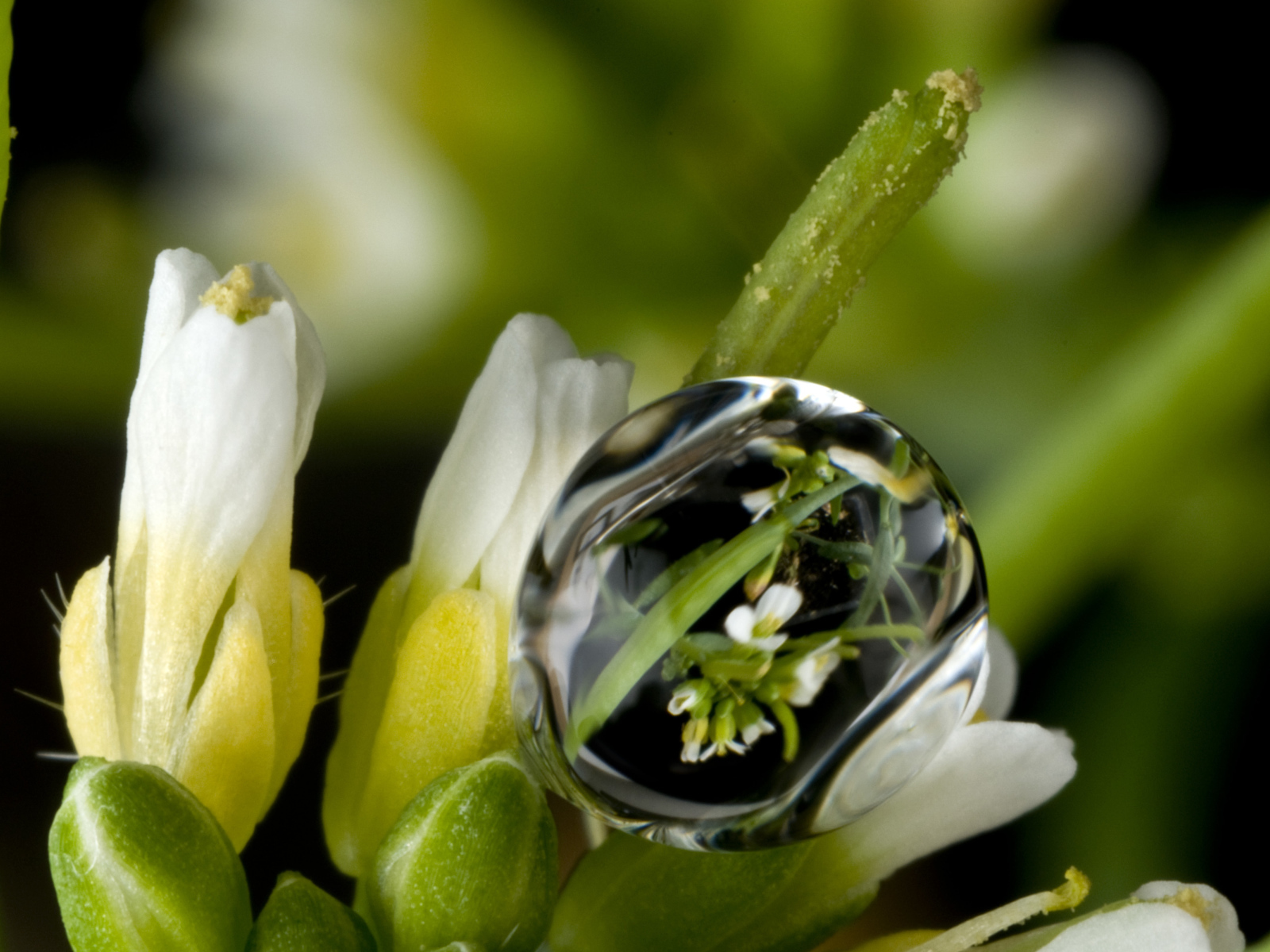Капля воды на белом цветке крупным планом
