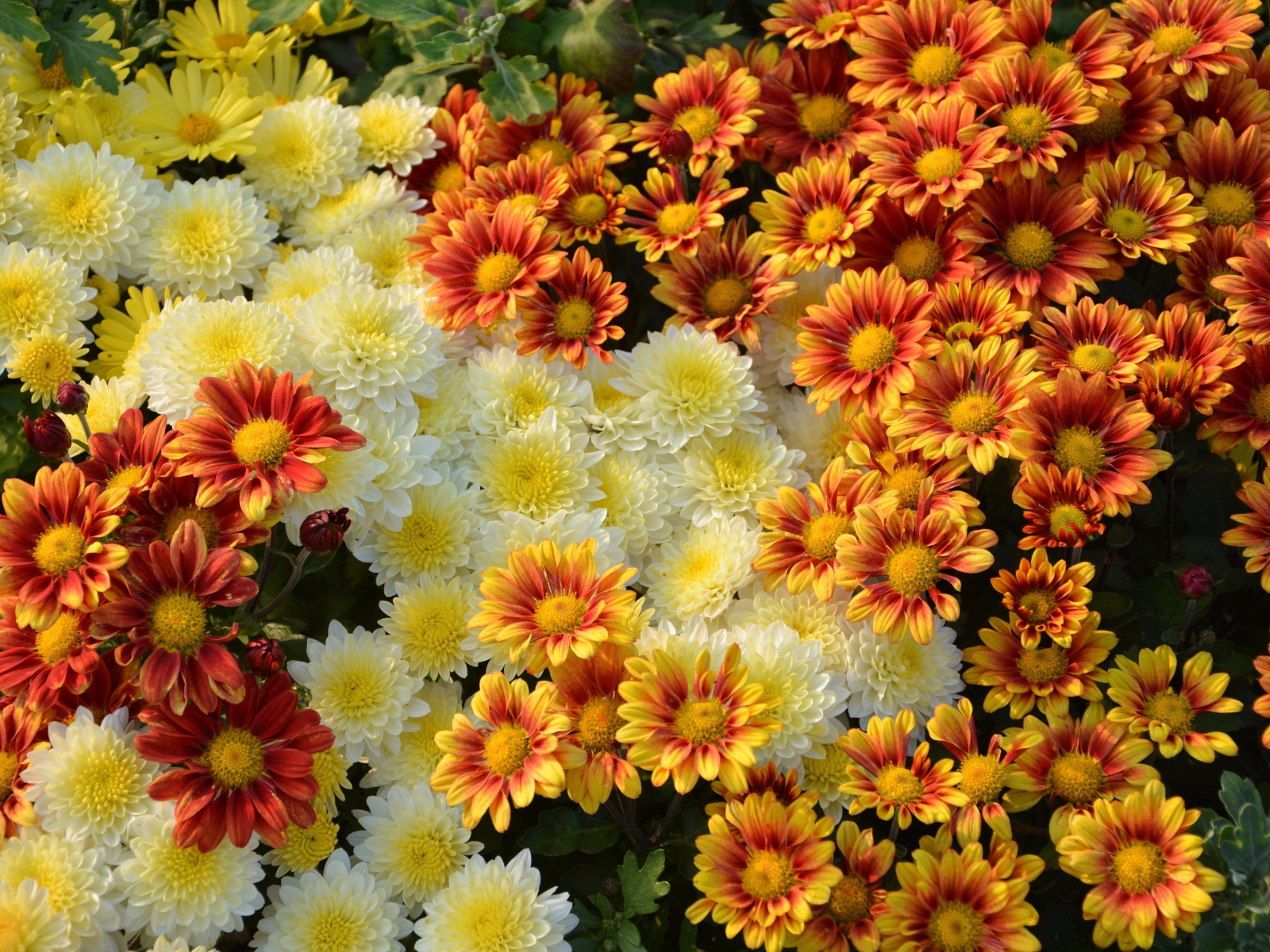 Белые и оранжевые хризантемы на клумбе