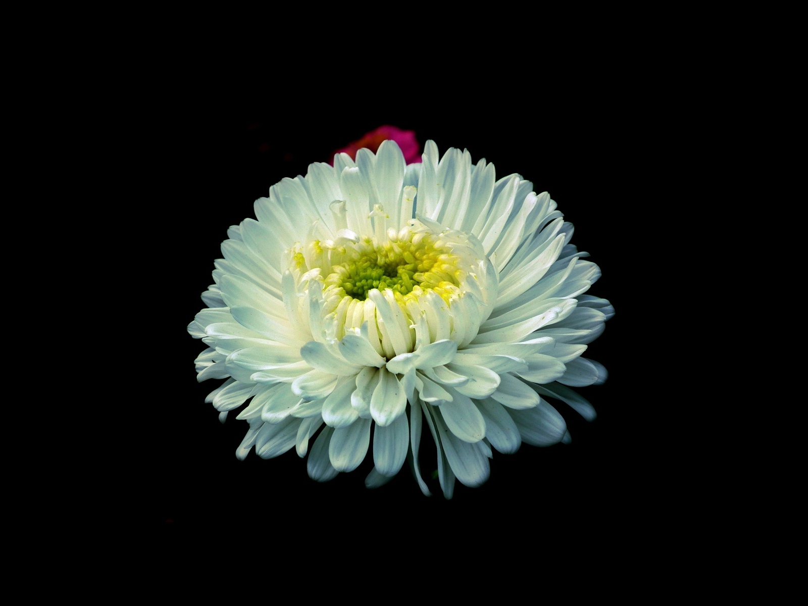 Белый цветок астры на черном фоне