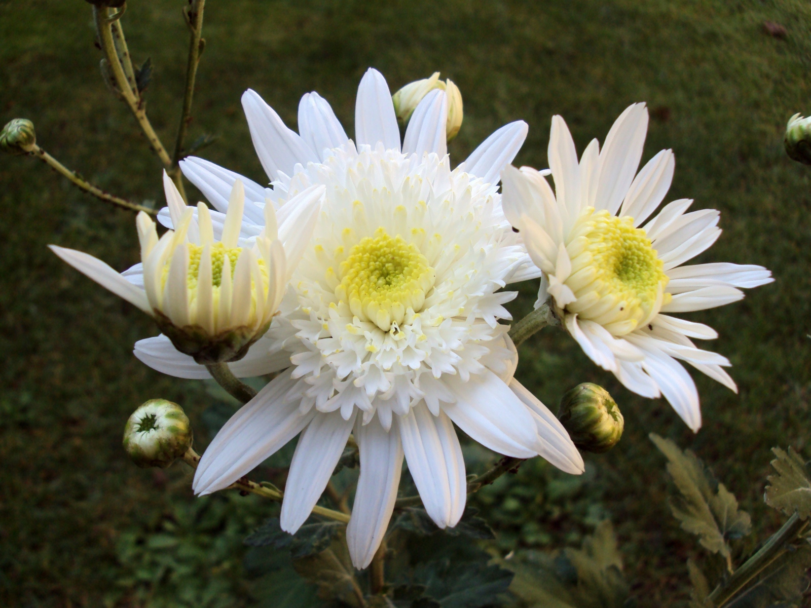 Белые осенние цветы хризантемы с бутонами крупным планом