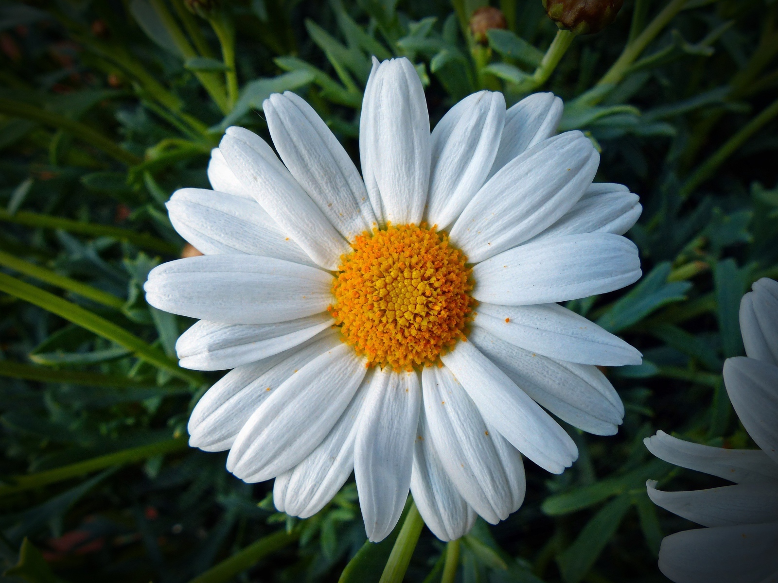 Белая ромашка с желтой серединкой крупным планом