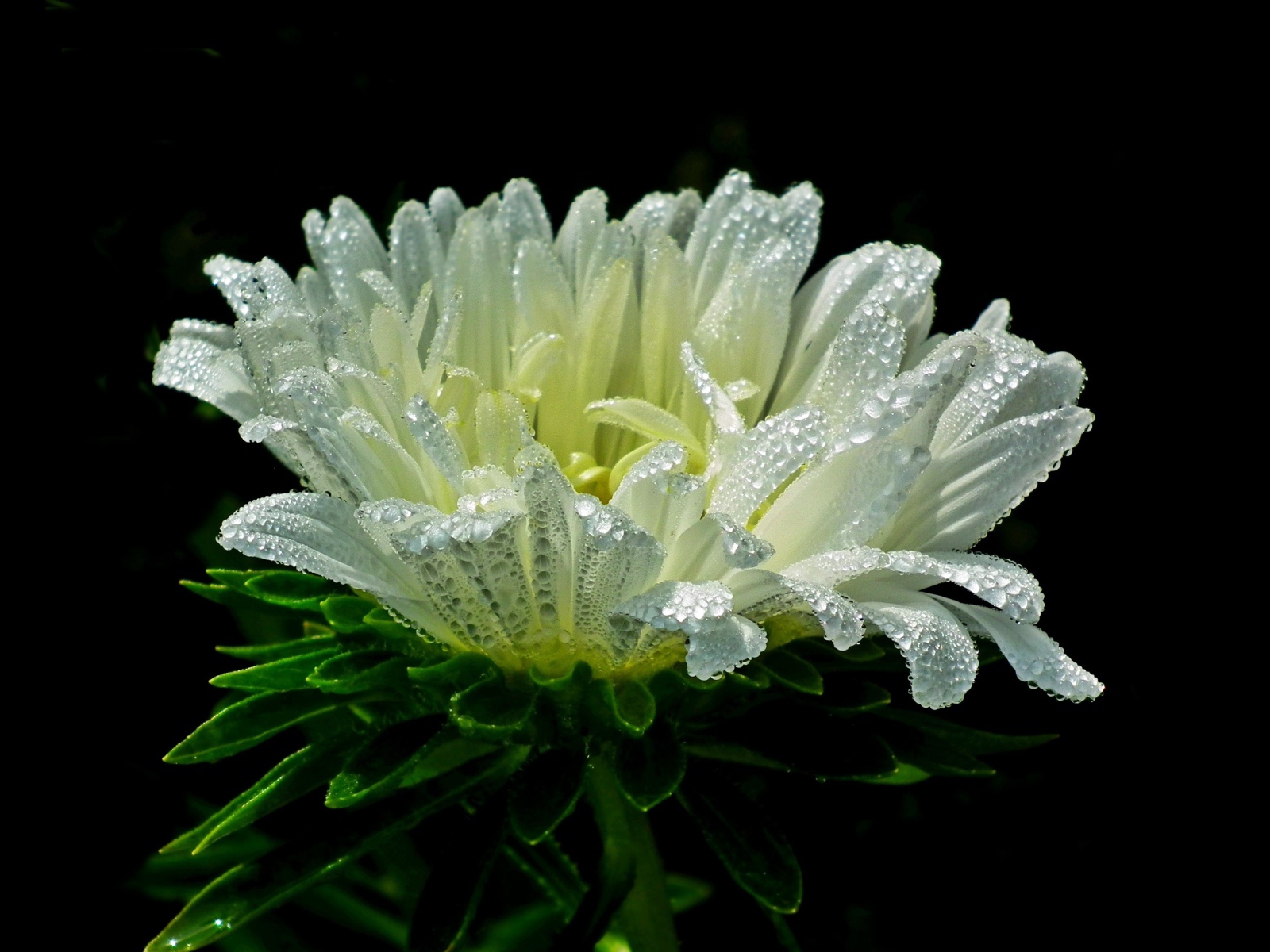 Белый цветок астры в каплях розы на черном фоне