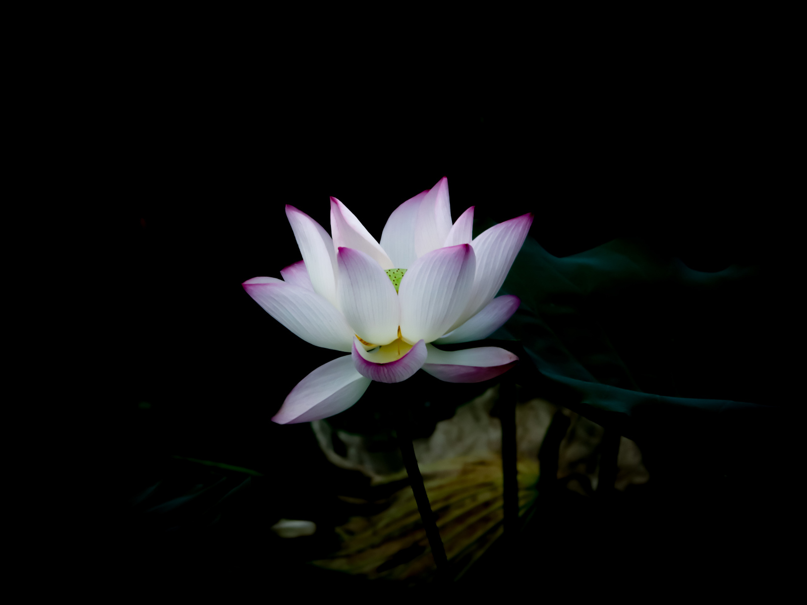 Белый цветок с сиреневыми лепестками на черном фоне