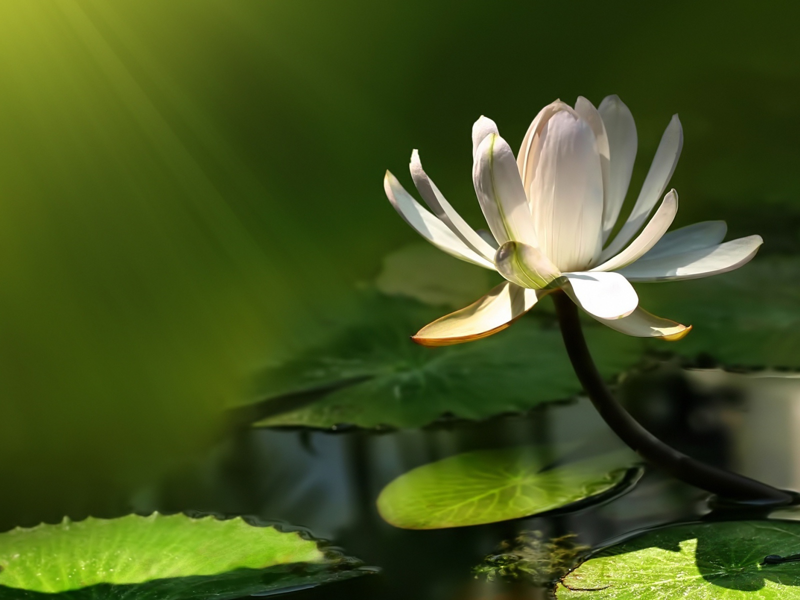 Белый цветок лотоса в воде в лучах солнца