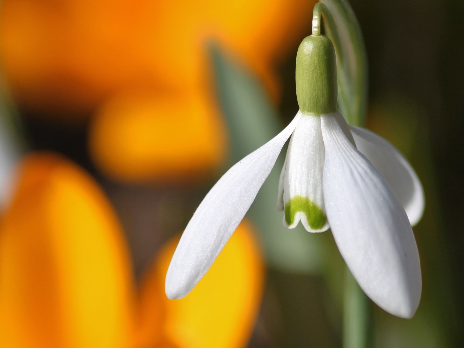 Белый весенний подснежник крупным планом