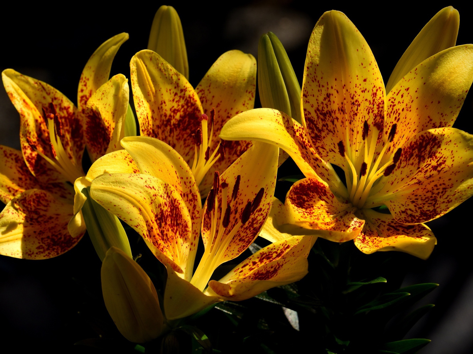 Желтые красивые тигровые лилии на клумбе крупным планом