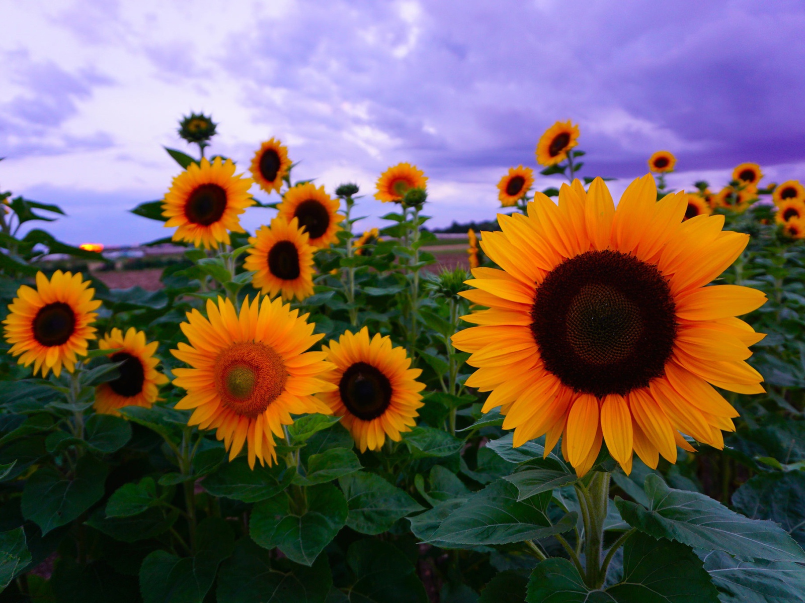 Желтые подсолнухи под красивым небом