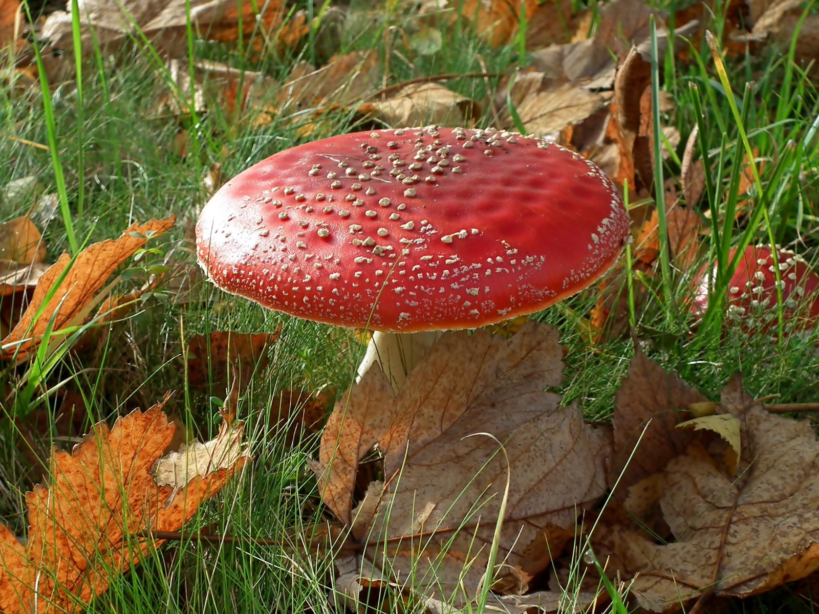 Красный большой мухомор в зеленой траве с желтыми листьями 
