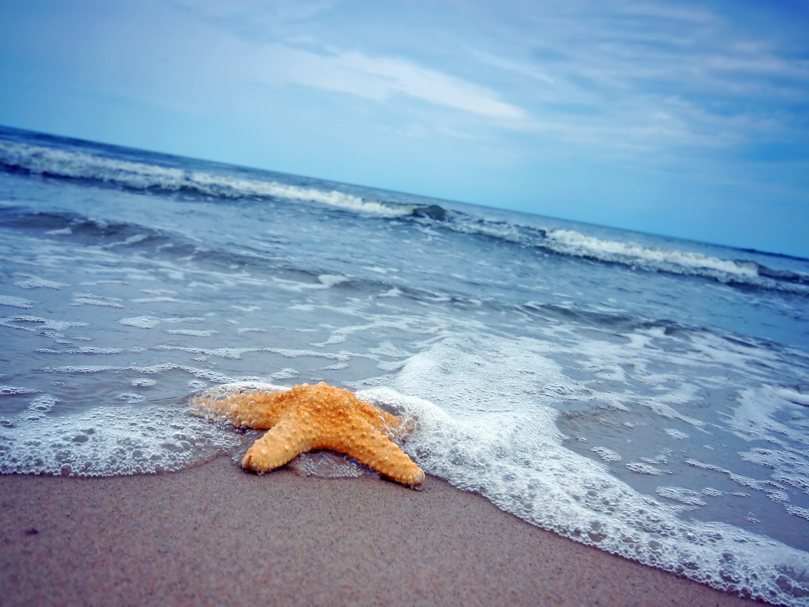 Морская звезда на песке у моря 