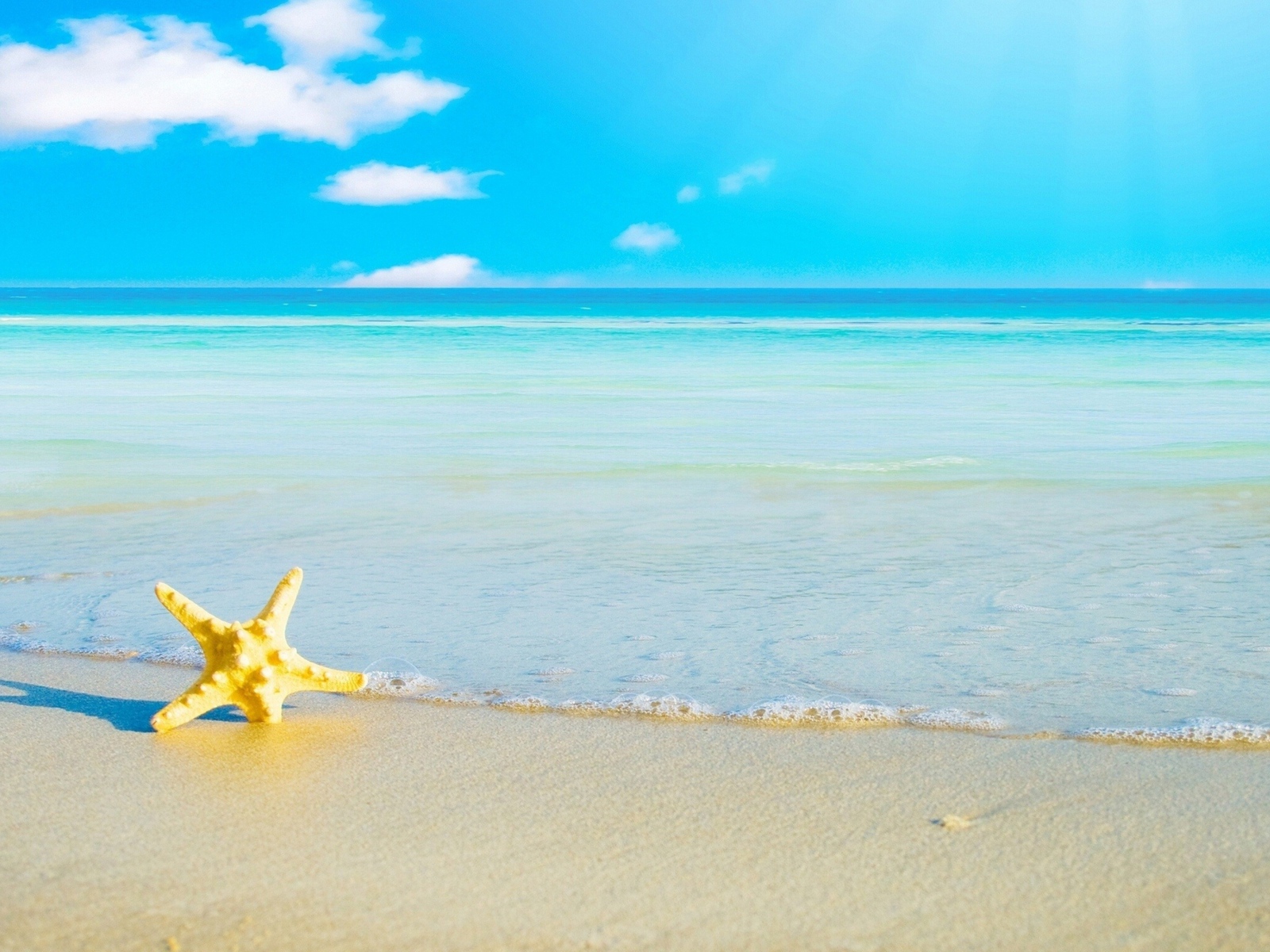 Starfish on white sand by the sea under blue sky