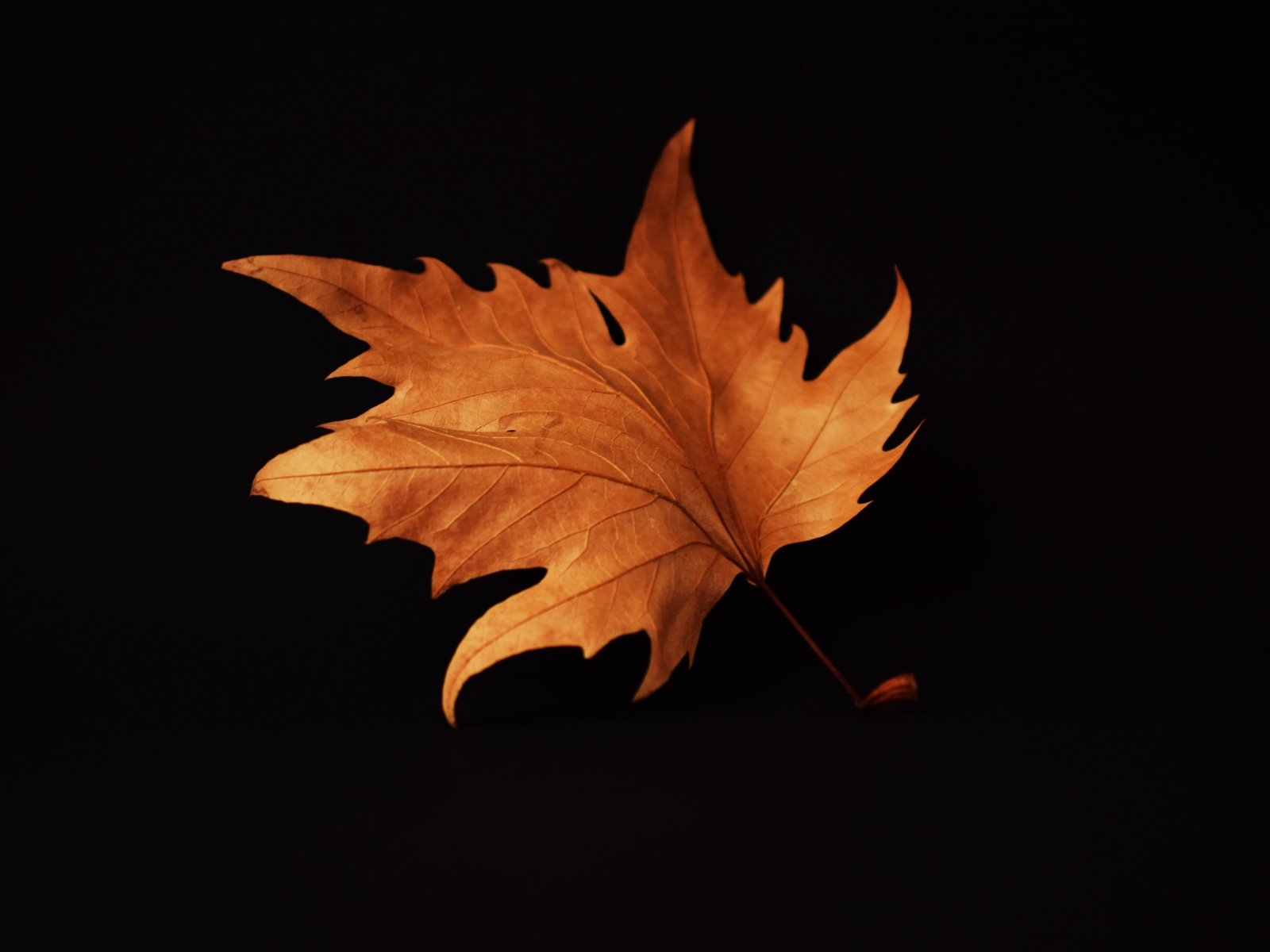 Желтый осенний лист на черном фоне