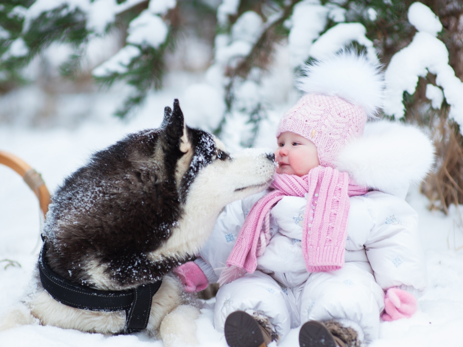 Грудной ребенок с собакой хаски на снегу