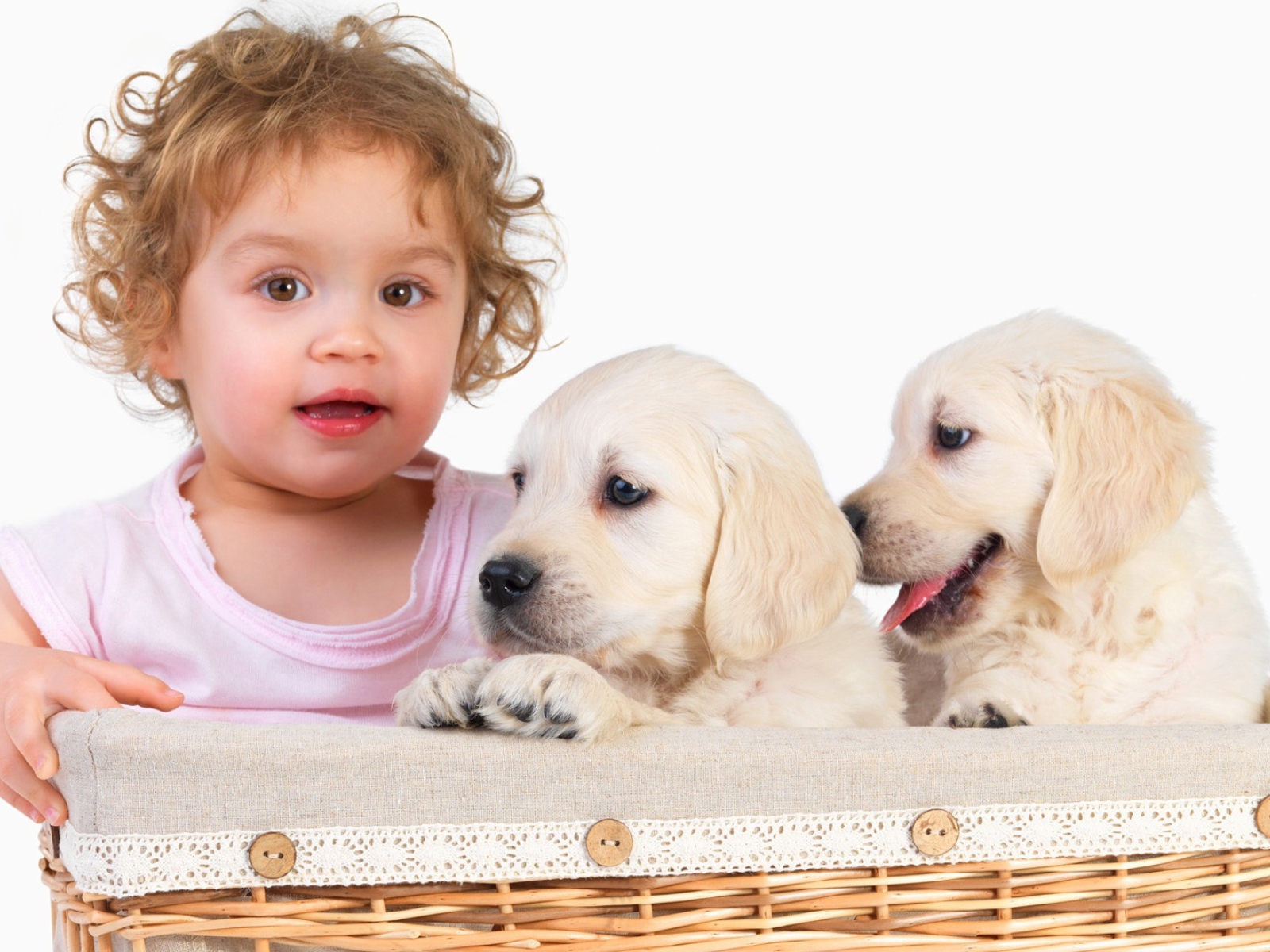 Маленькая девочка с щенками золотистого ретривера в корзине