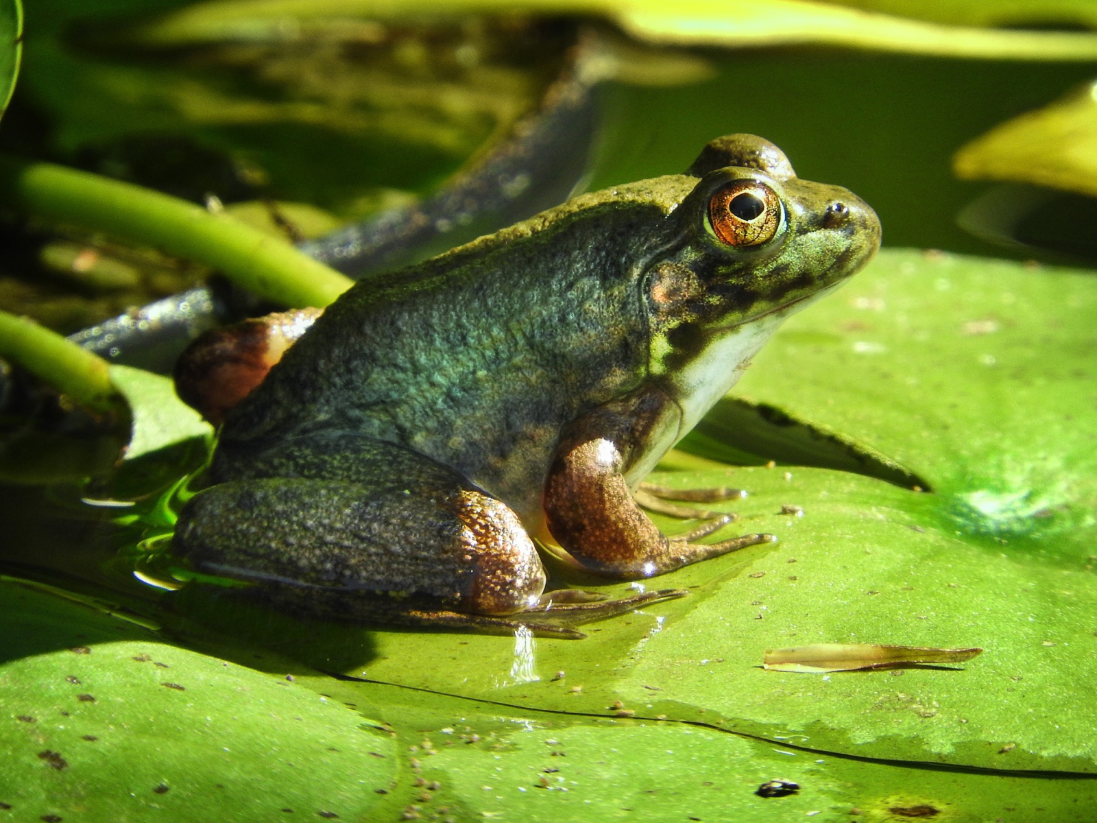 Большая зеленая жаба сидит на зеленом листе 