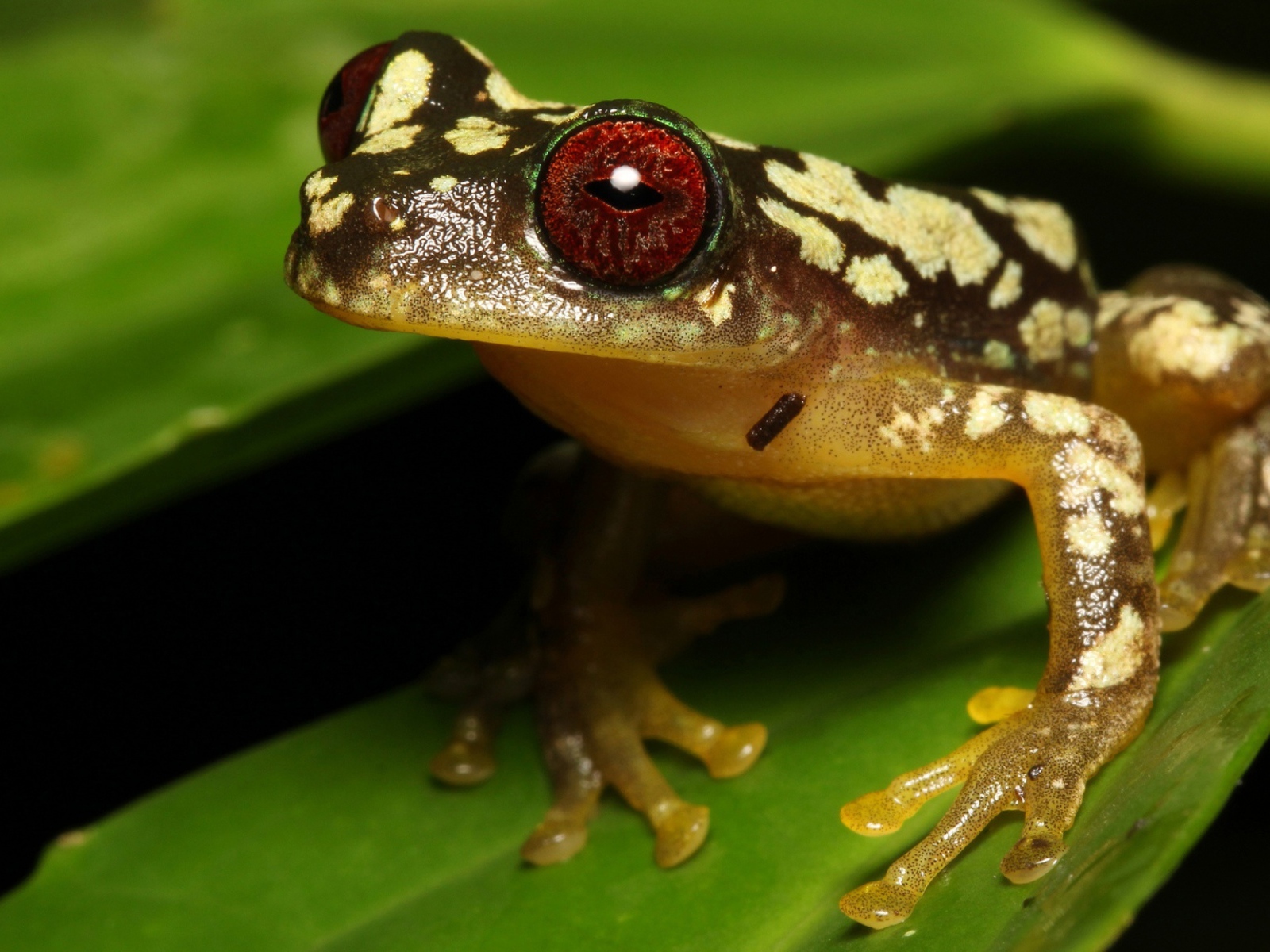 Большая лягушка с красными глазами на зеленом листе