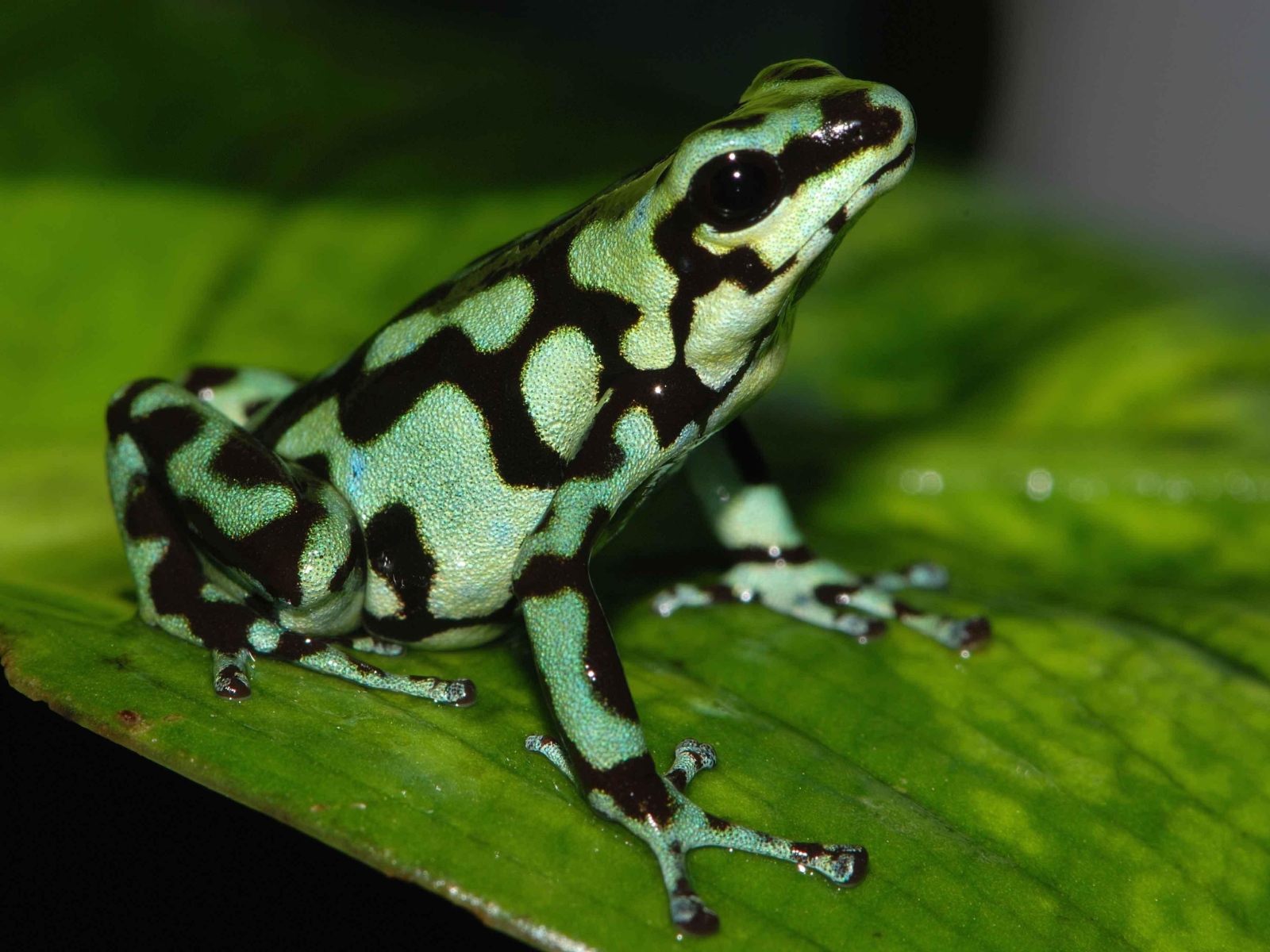 Черно зеленая ядовитая лягушка сидит на зеленом листе