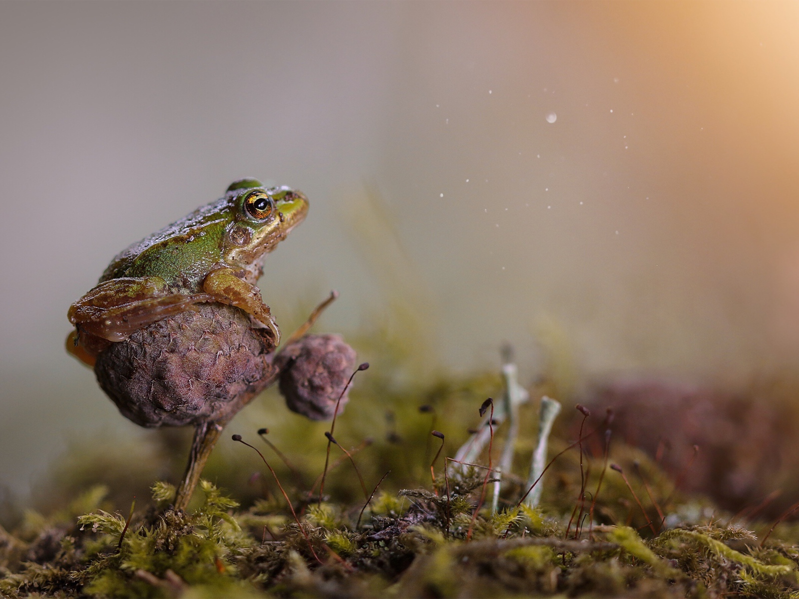 Зеленая лягушка сидит на грибе