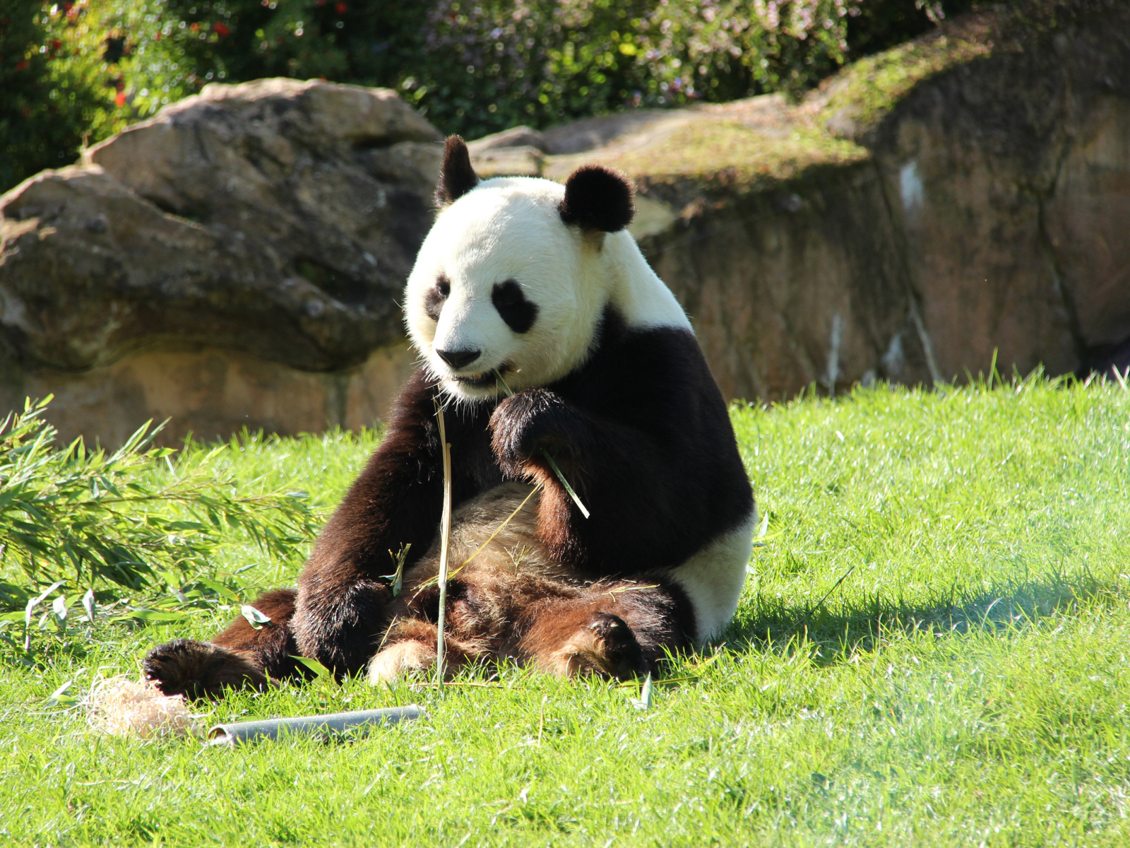 Большая панда грызет бамбук на зеленой траве