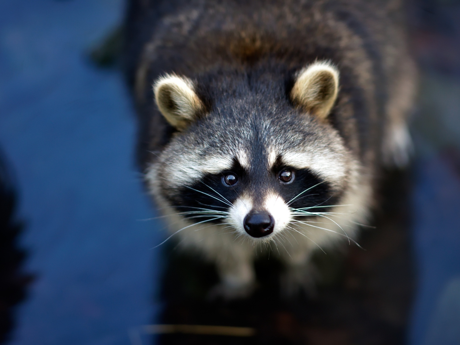 Любопытный енот с черным носом в воде