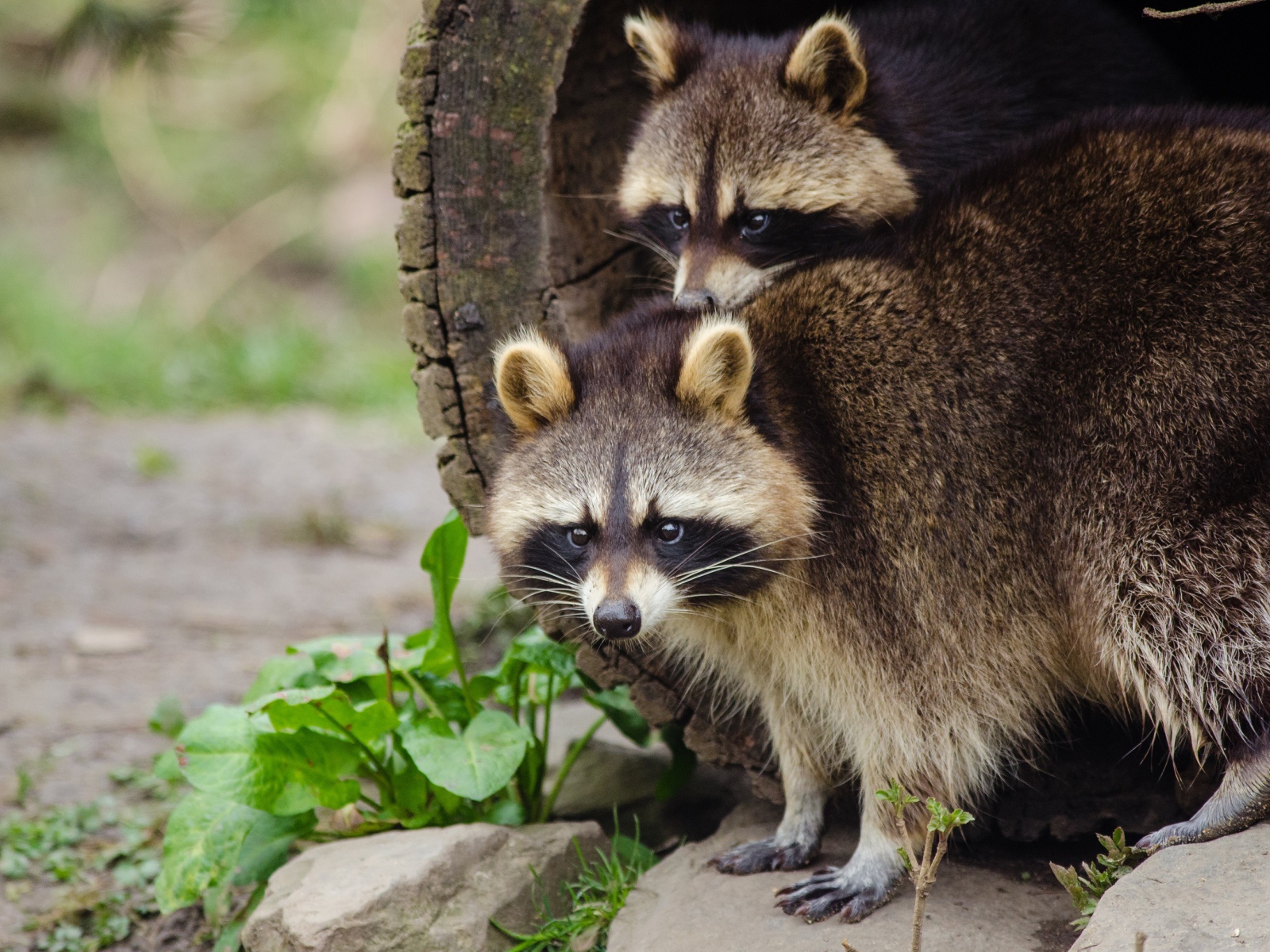 Два забавных енота вылазят из дерева 