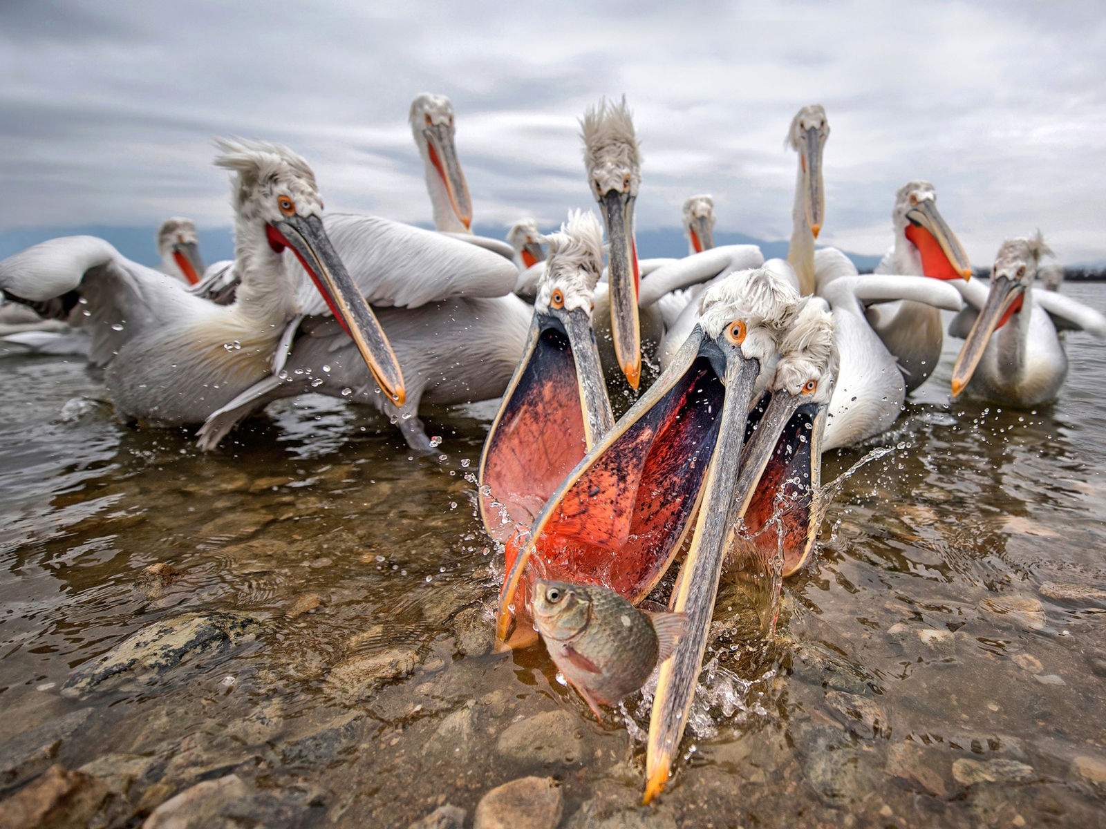 Стая пелинанов ловят рыбу
