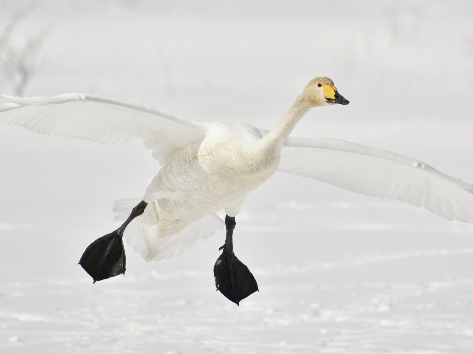 Большой белый лебедь летит над заснеженным озером