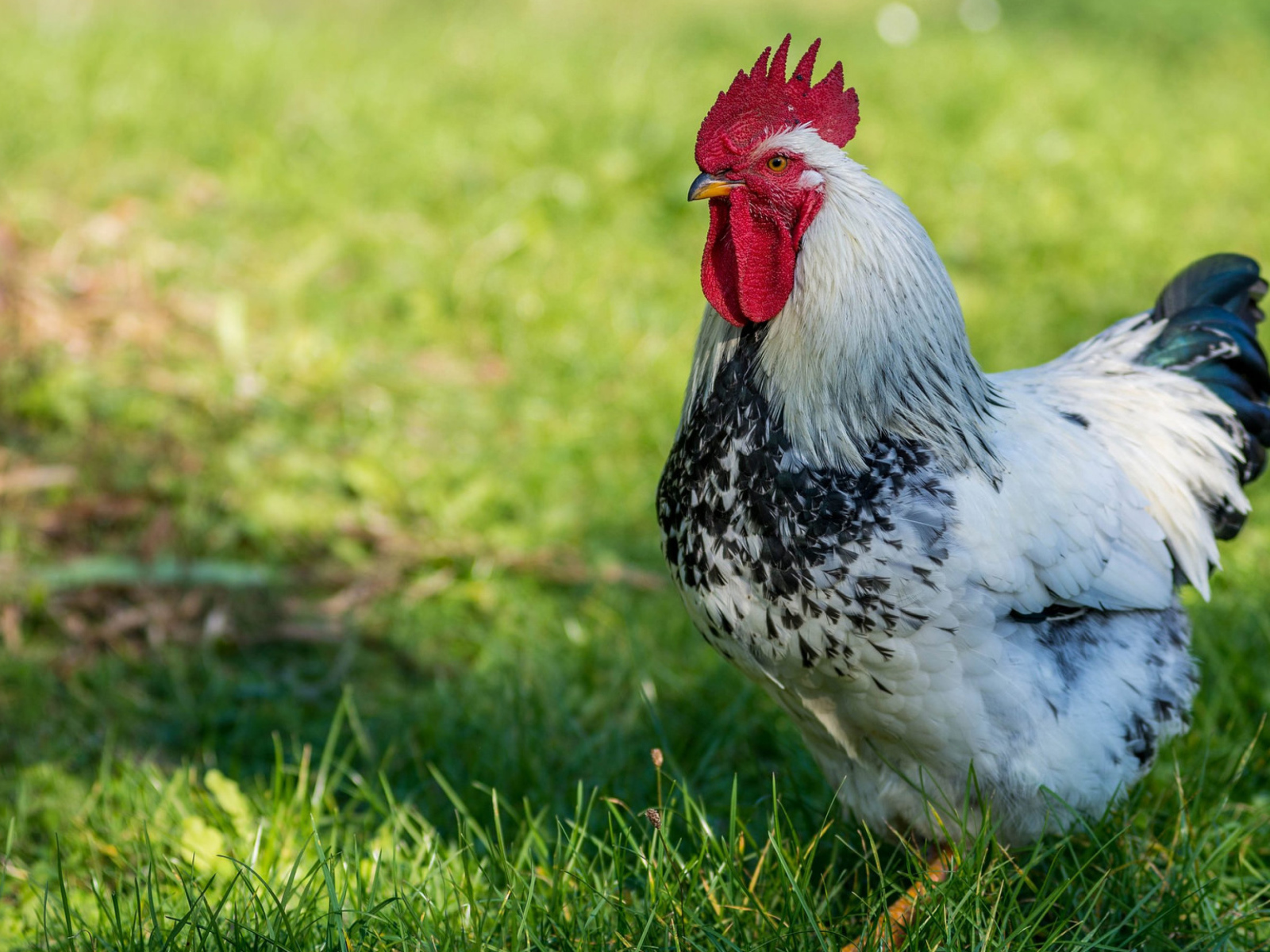 Красивый петух на зеленой траве