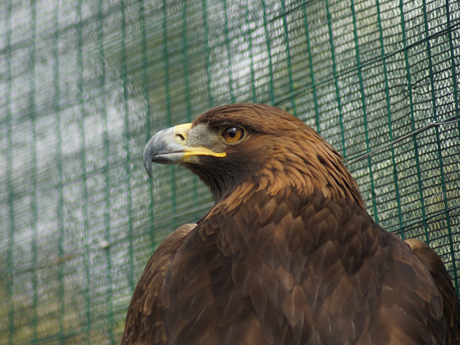 Большой орел с острым клювом в клетке