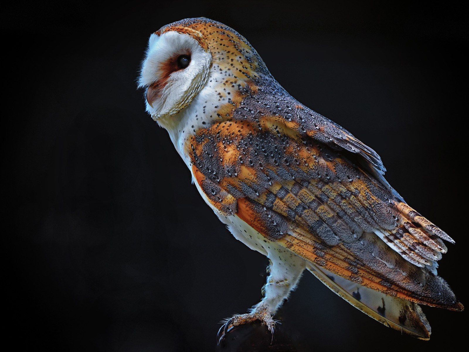 Большая сова на черном фоне