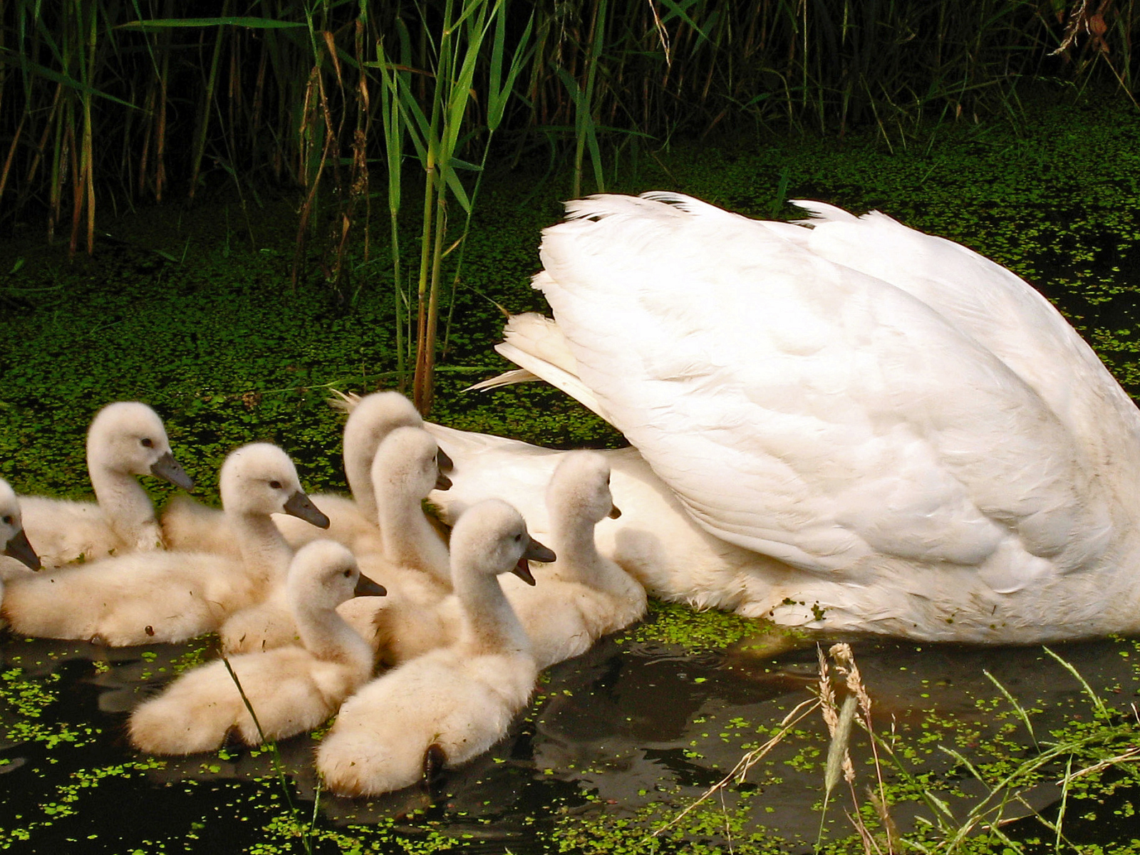 Большой белый лебедь с птенцами в пруду 