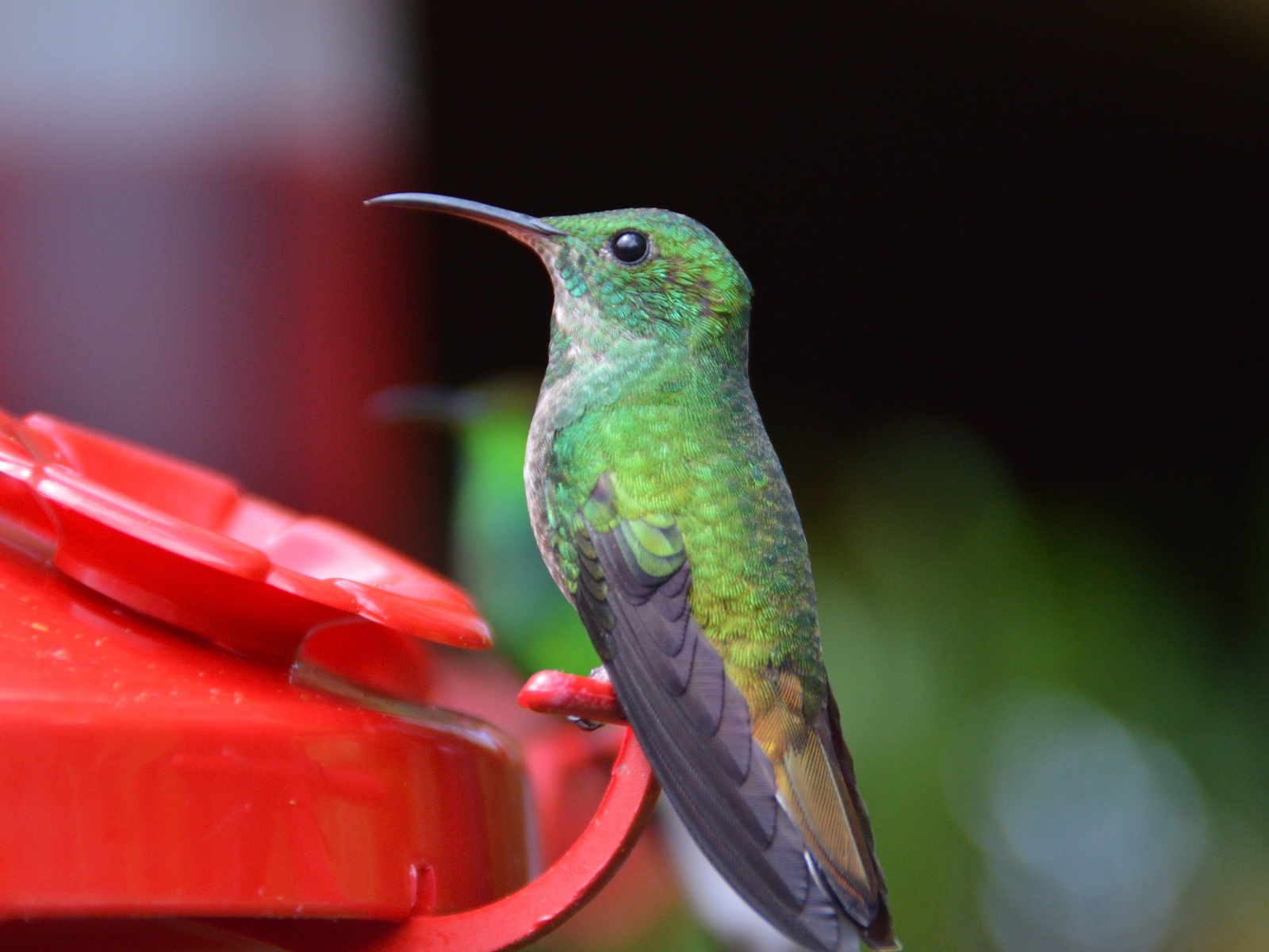 Little bird hummingbird to a watering hole