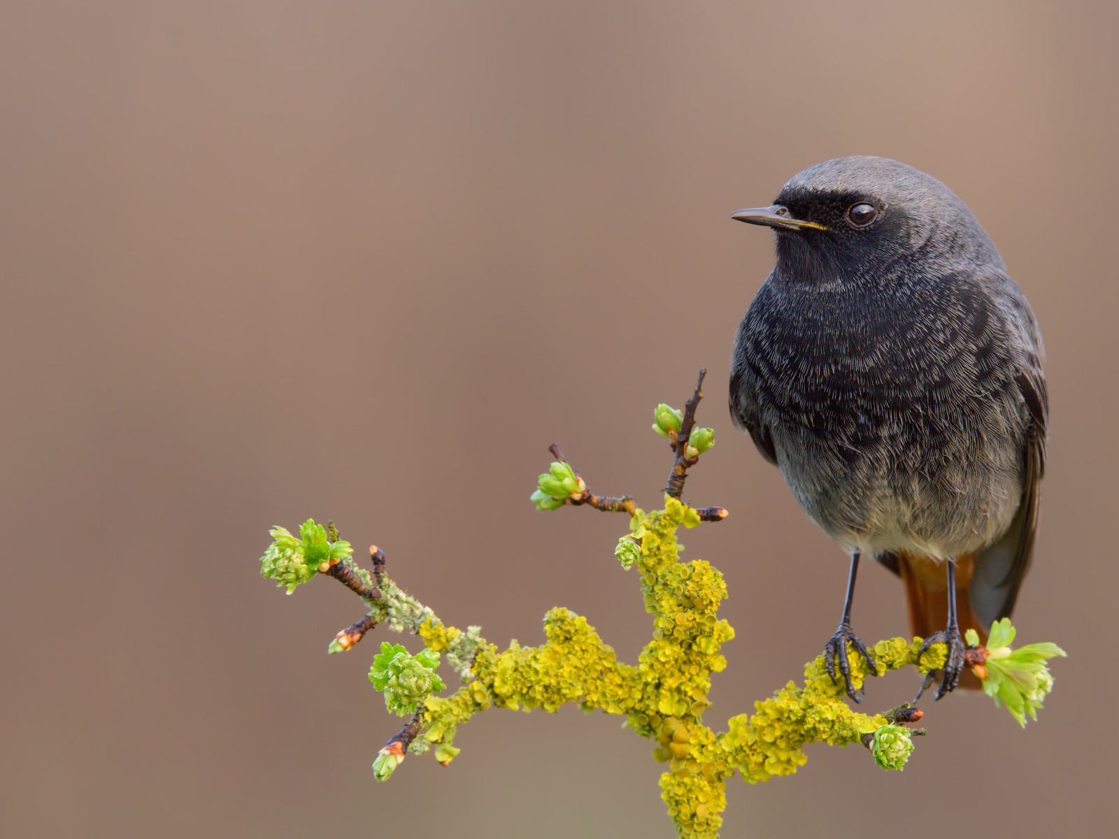 Маленькая птица сидит на ветке