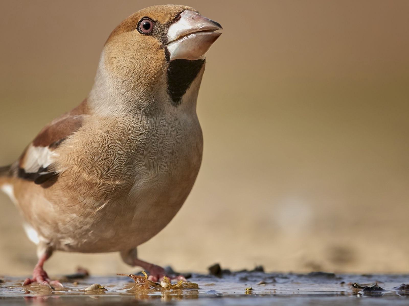 Маленькая коричневая птичка на мокрой земле