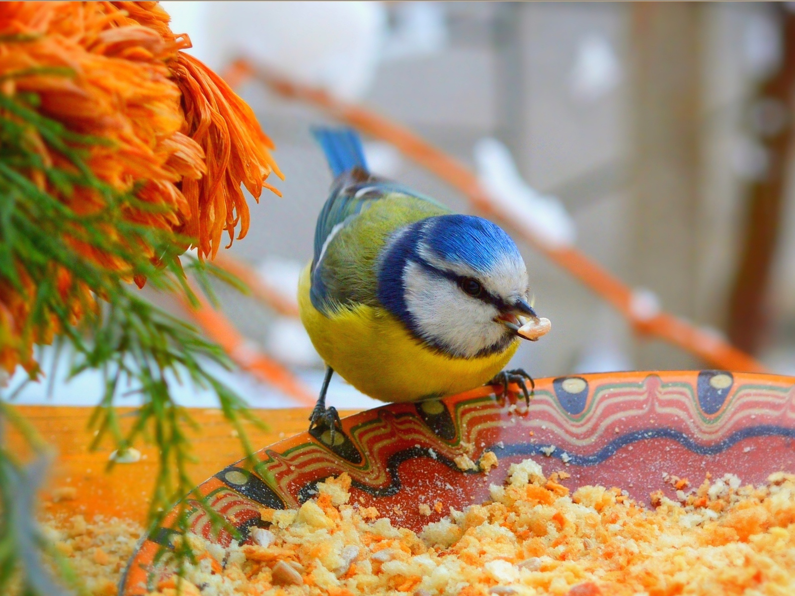Маленькая синица клюет крошки