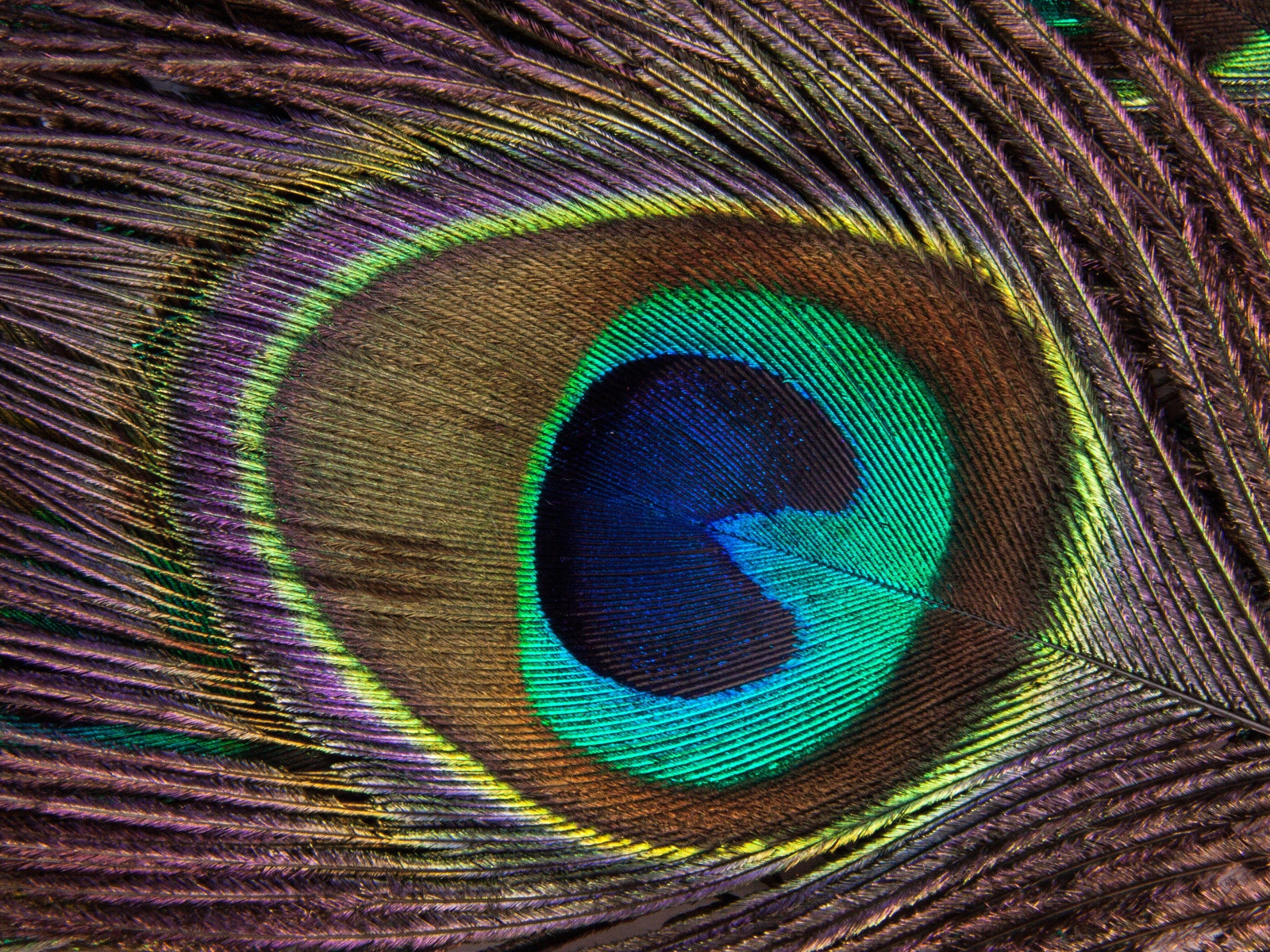 Перо павлина крупным планом 