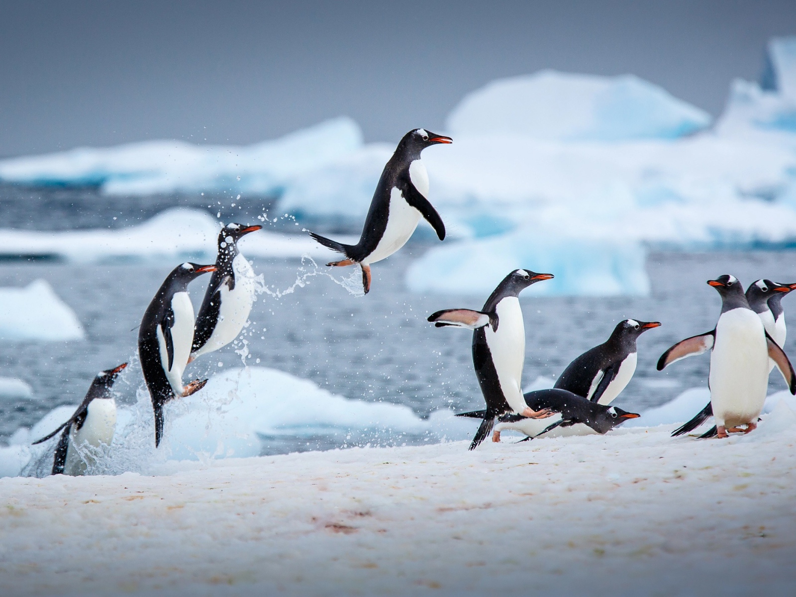 Пингвины выпрыгивают из воды на снег 