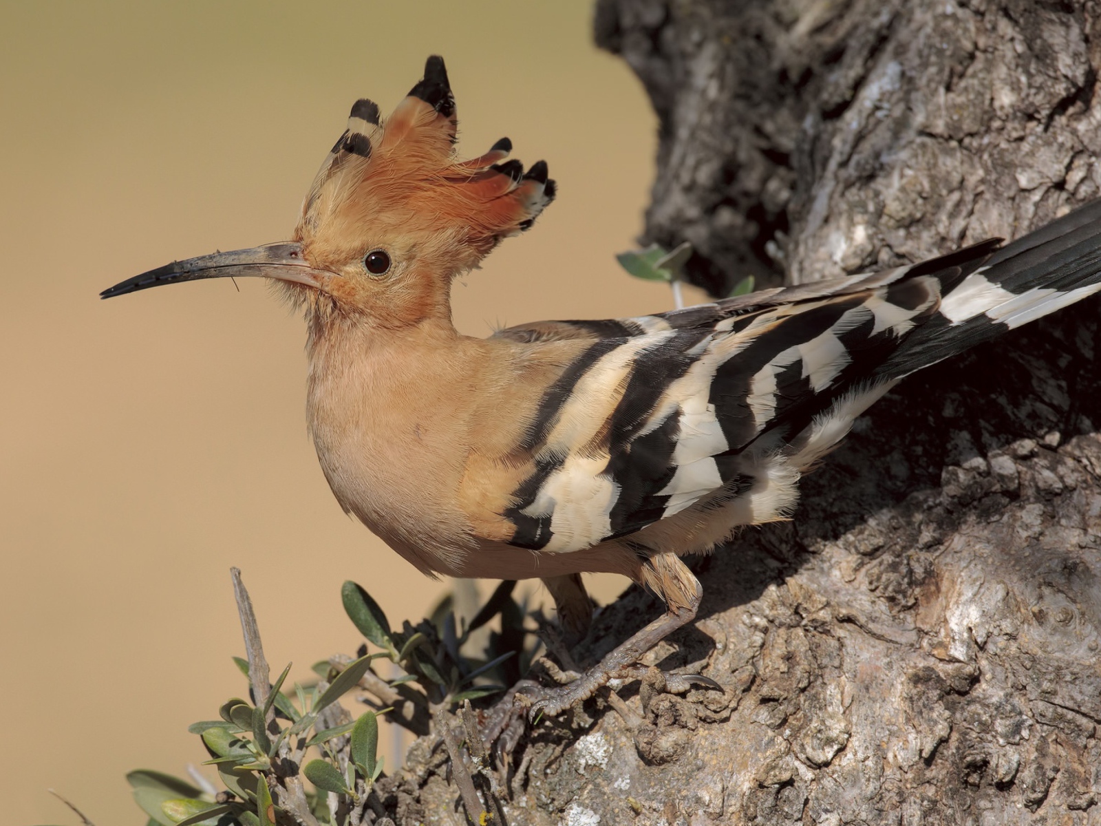 The bird hoopoe with a sharp beak sits on a tree