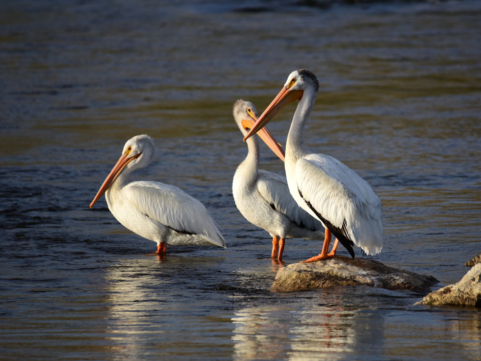 Три больших пеликана в воде 