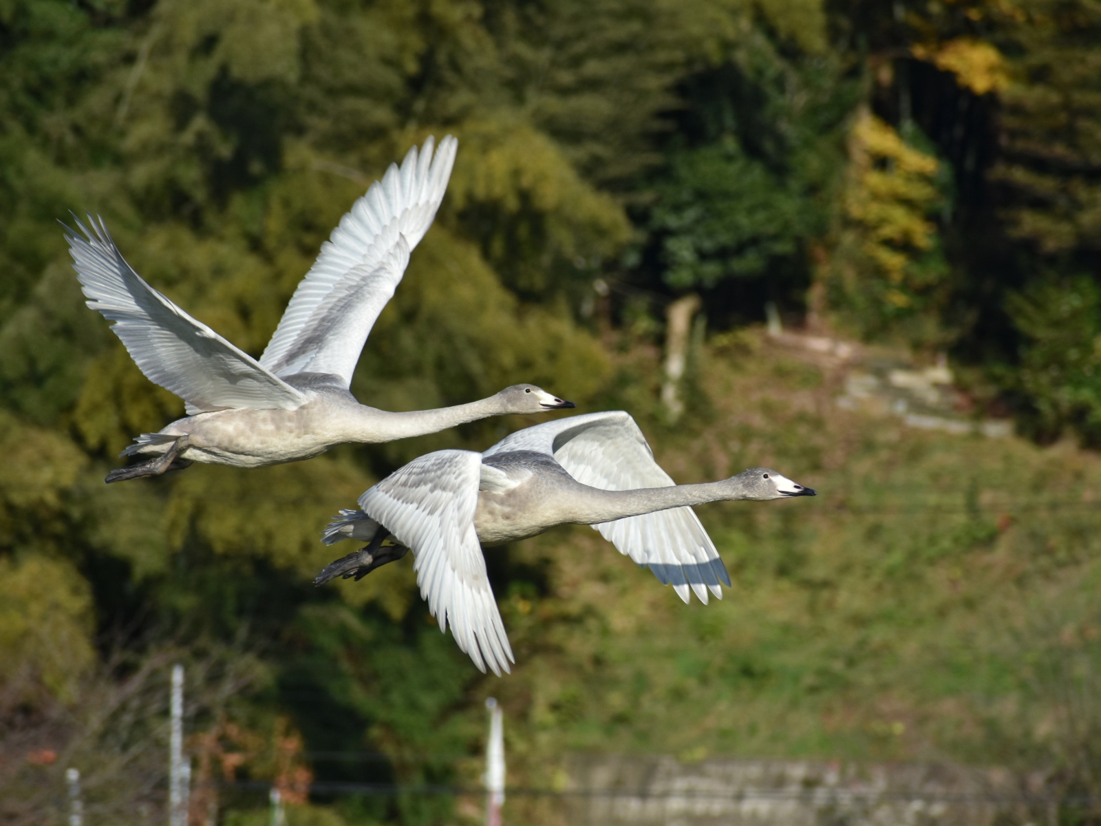 Два серых гуся летят над озером