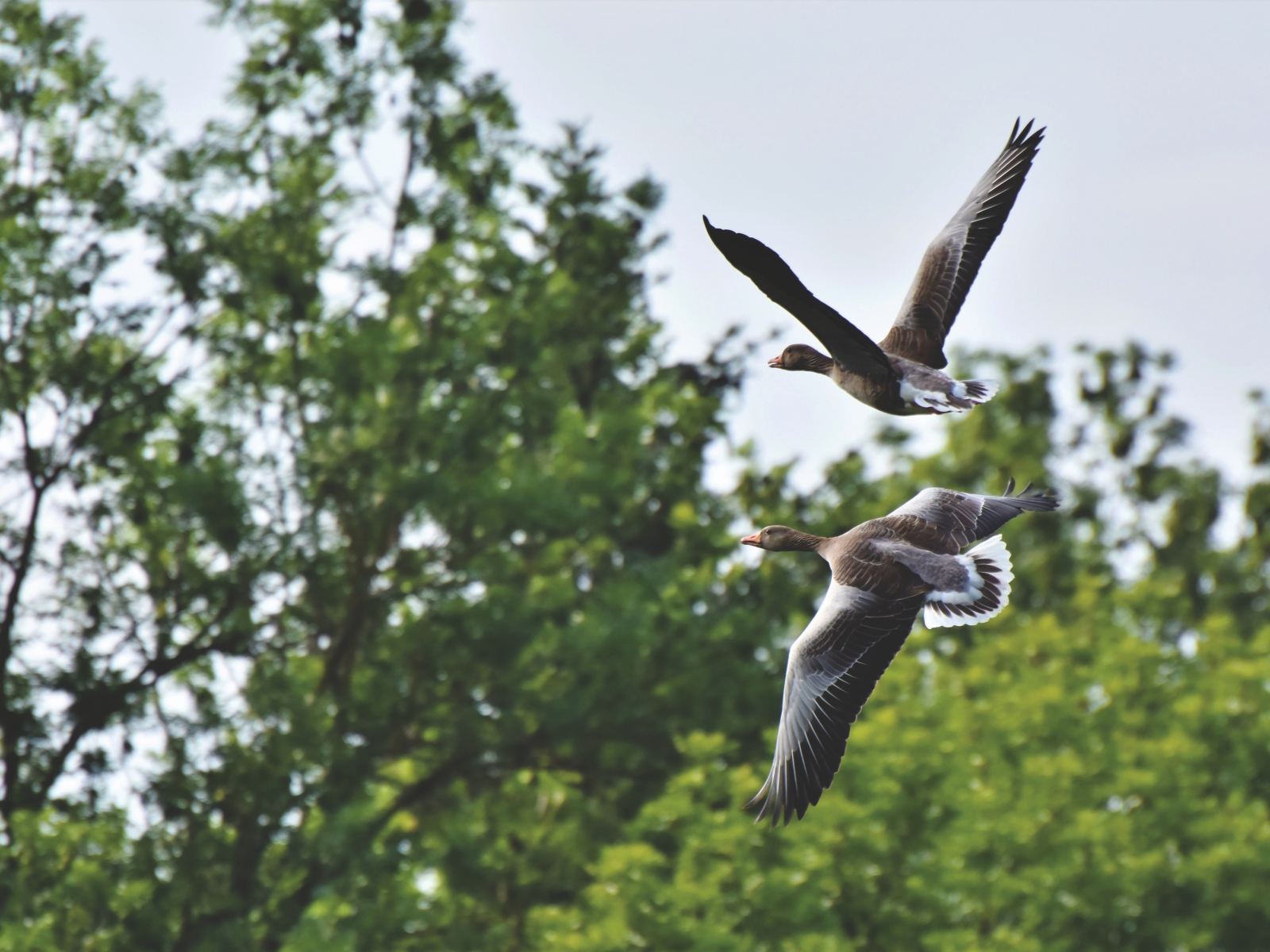 Два серых диких гуся пролетают у дерева