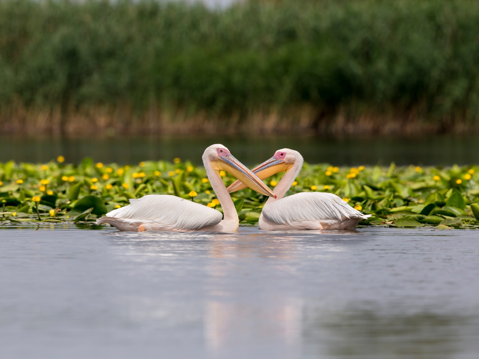 Два больших пеликана в воде с желтыми лилиями