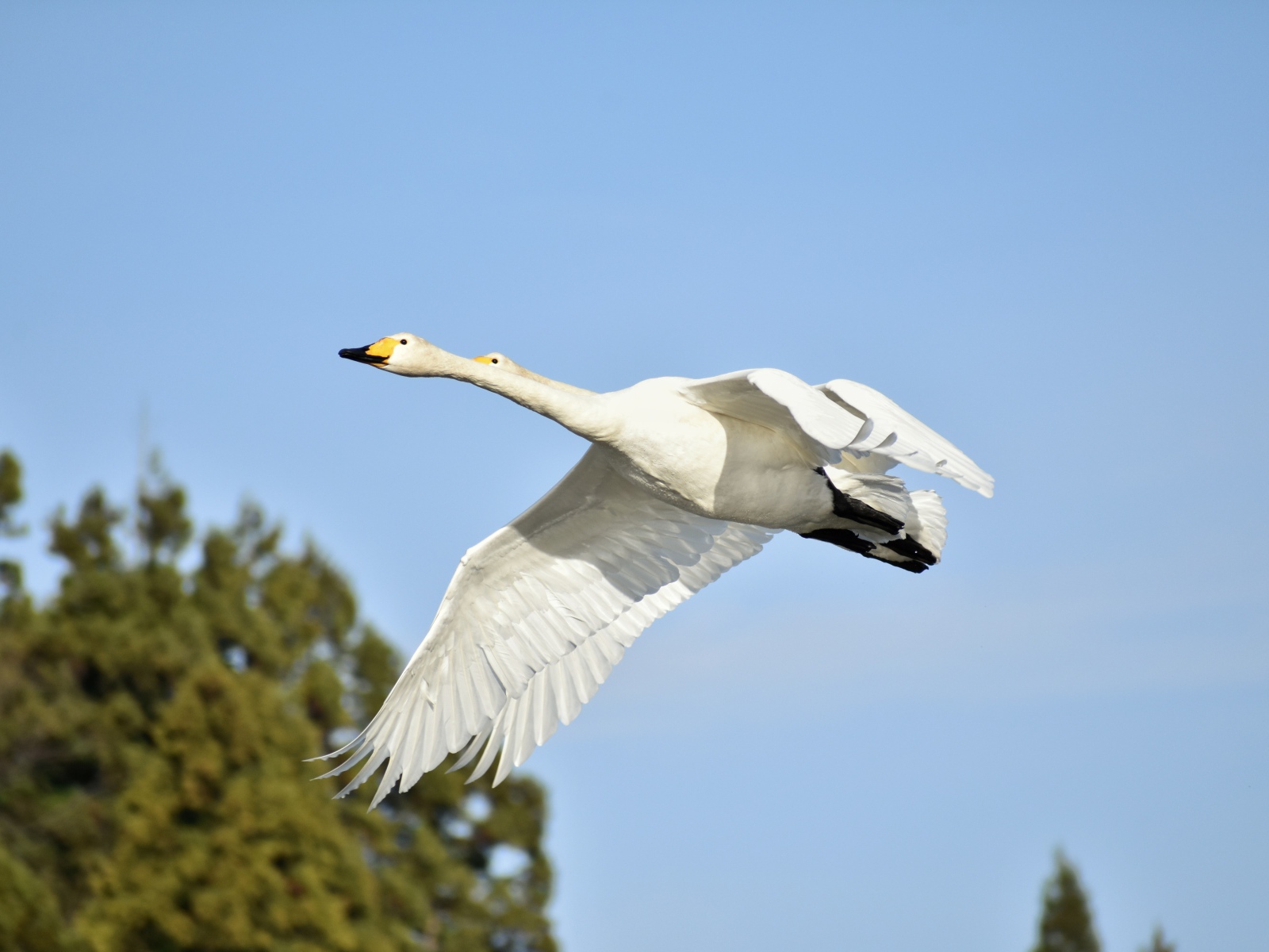 Два белых гуся летят на фоне голубого неба