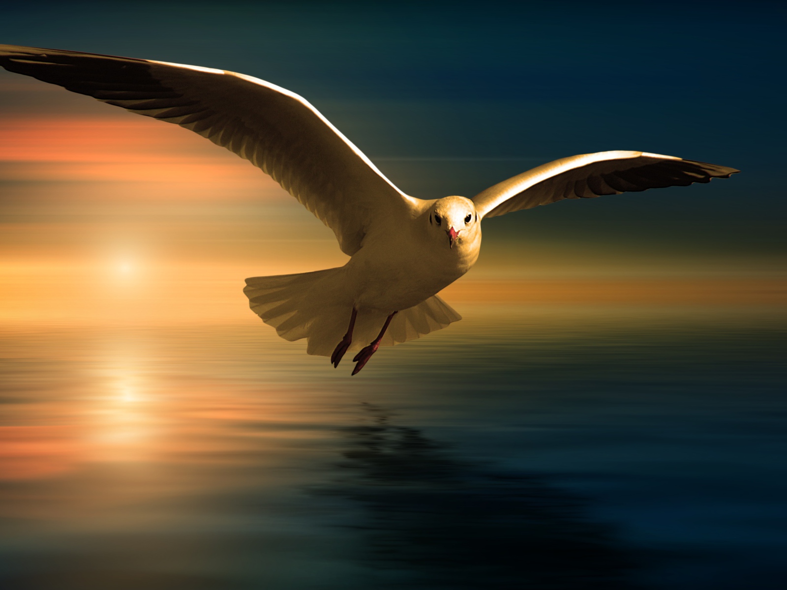Белая чайка летит над водой на фоне заката