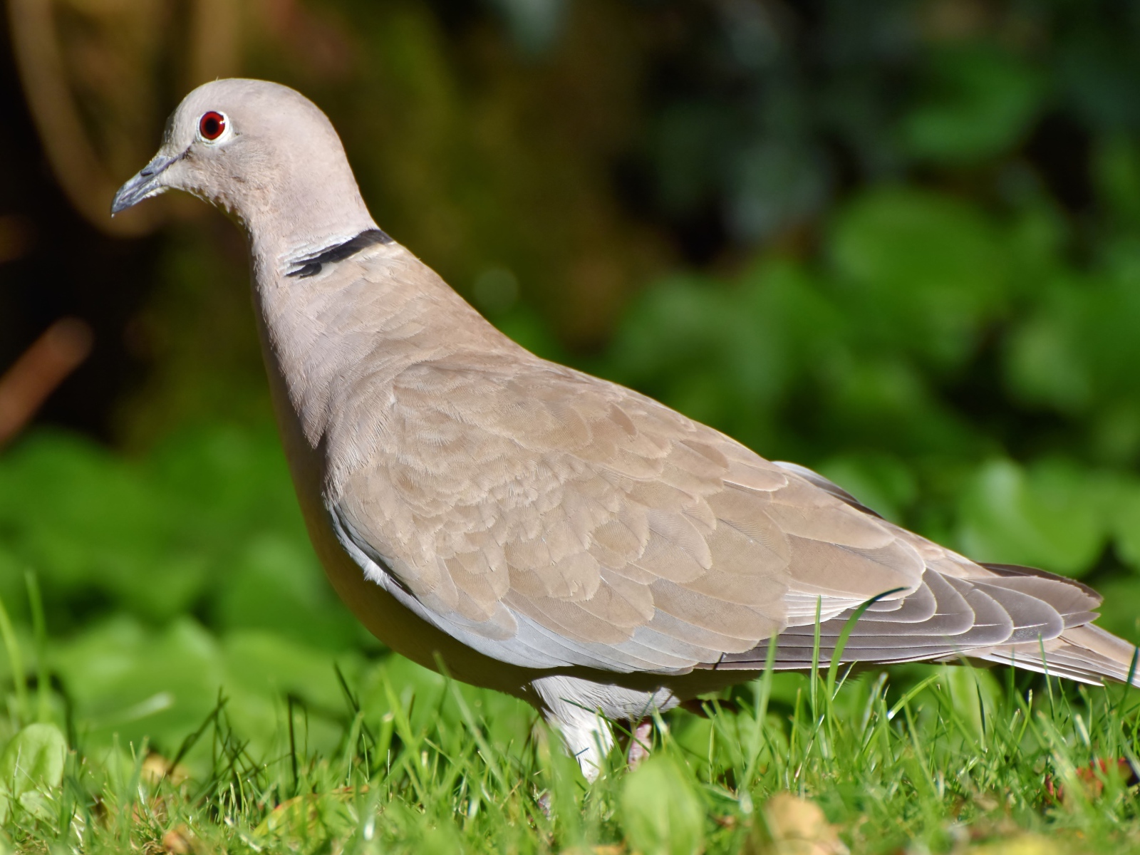 Дикая горлица на зеленой траве