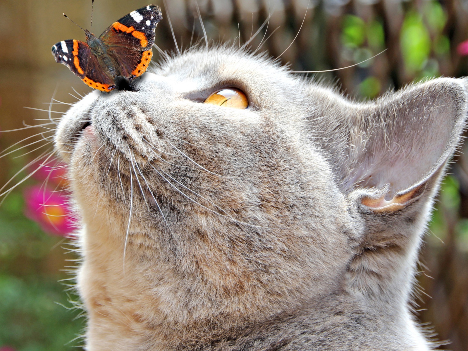 Бабочка сидит на носу у серого кота