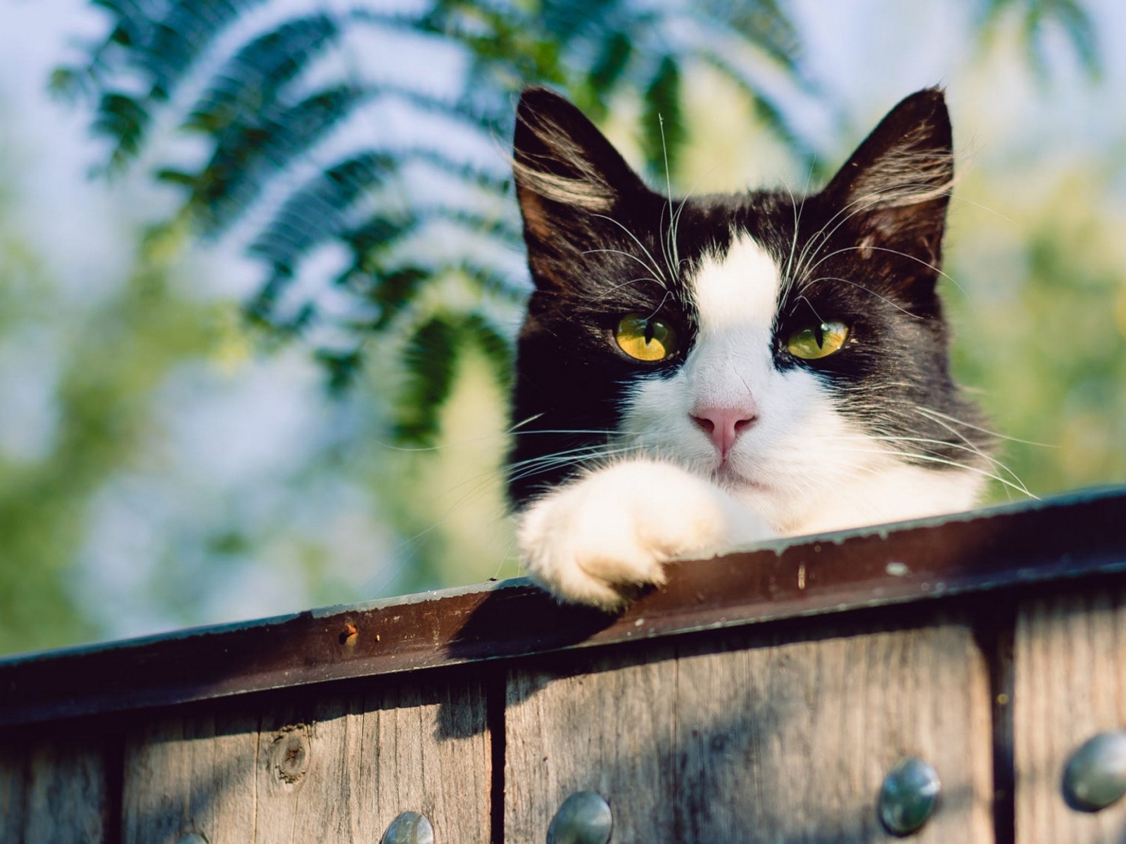 Красивый черно белый кот с желтыми глазами на заборе 