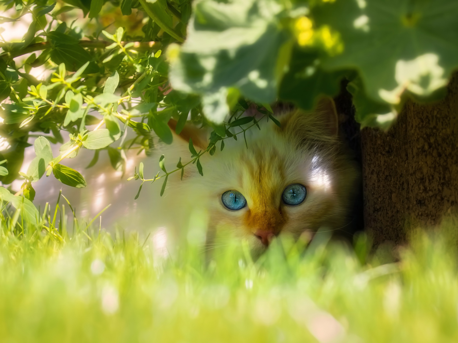 Красивый голубоглазый кот сидит в зеленой траве