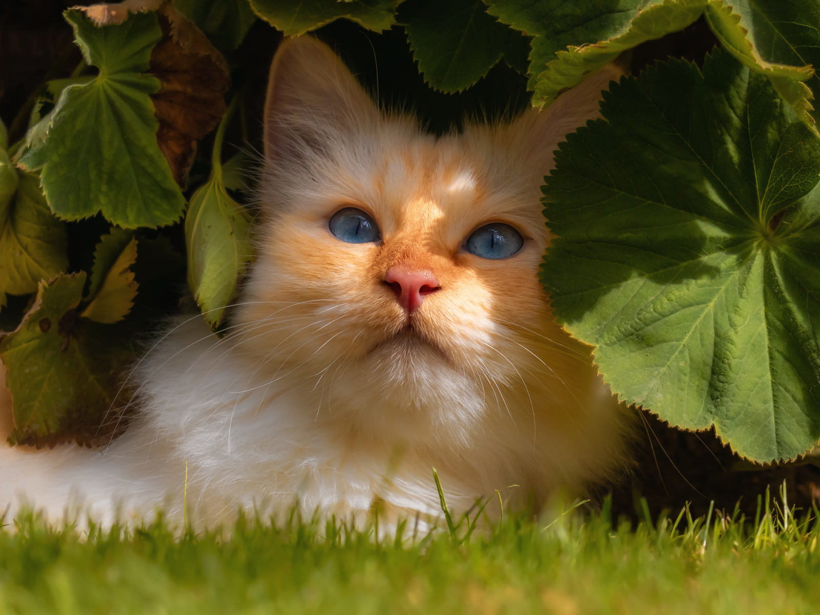 Красивый голубоглазый кот сидит на зеленой траве в зеленых листьях