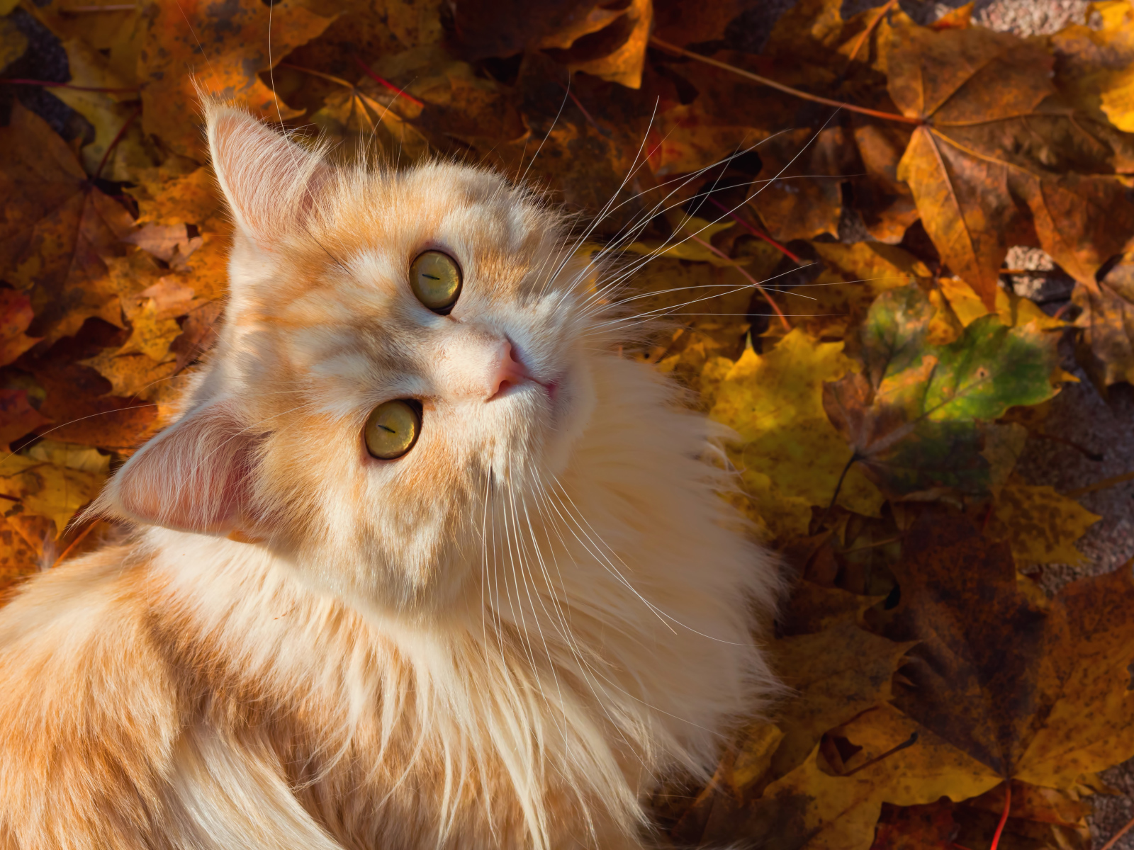 Красивый рыжий кот сидит на желтой опавшей листве